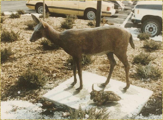 Doe and Fawn